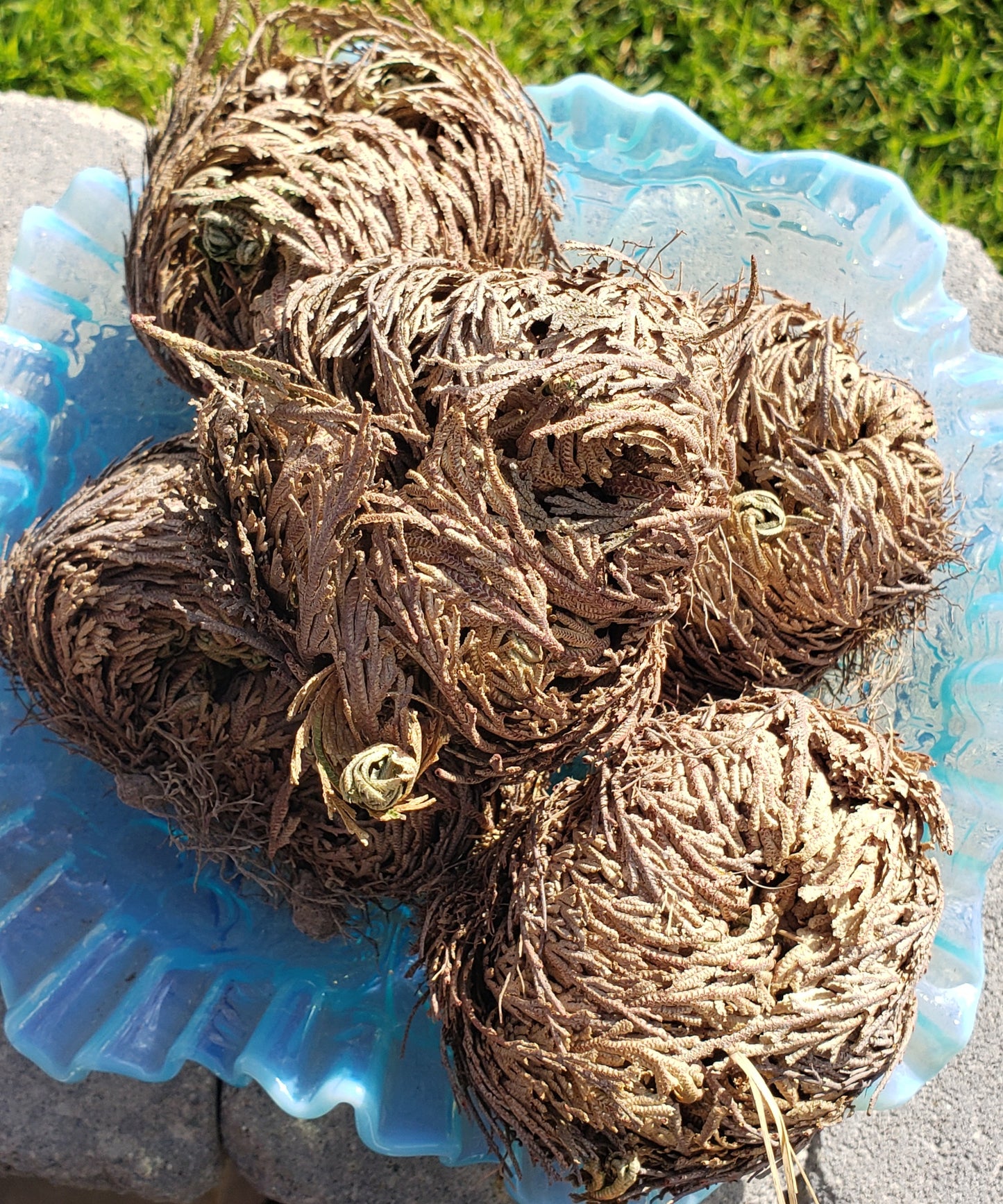 Rose Of Jericho (1)