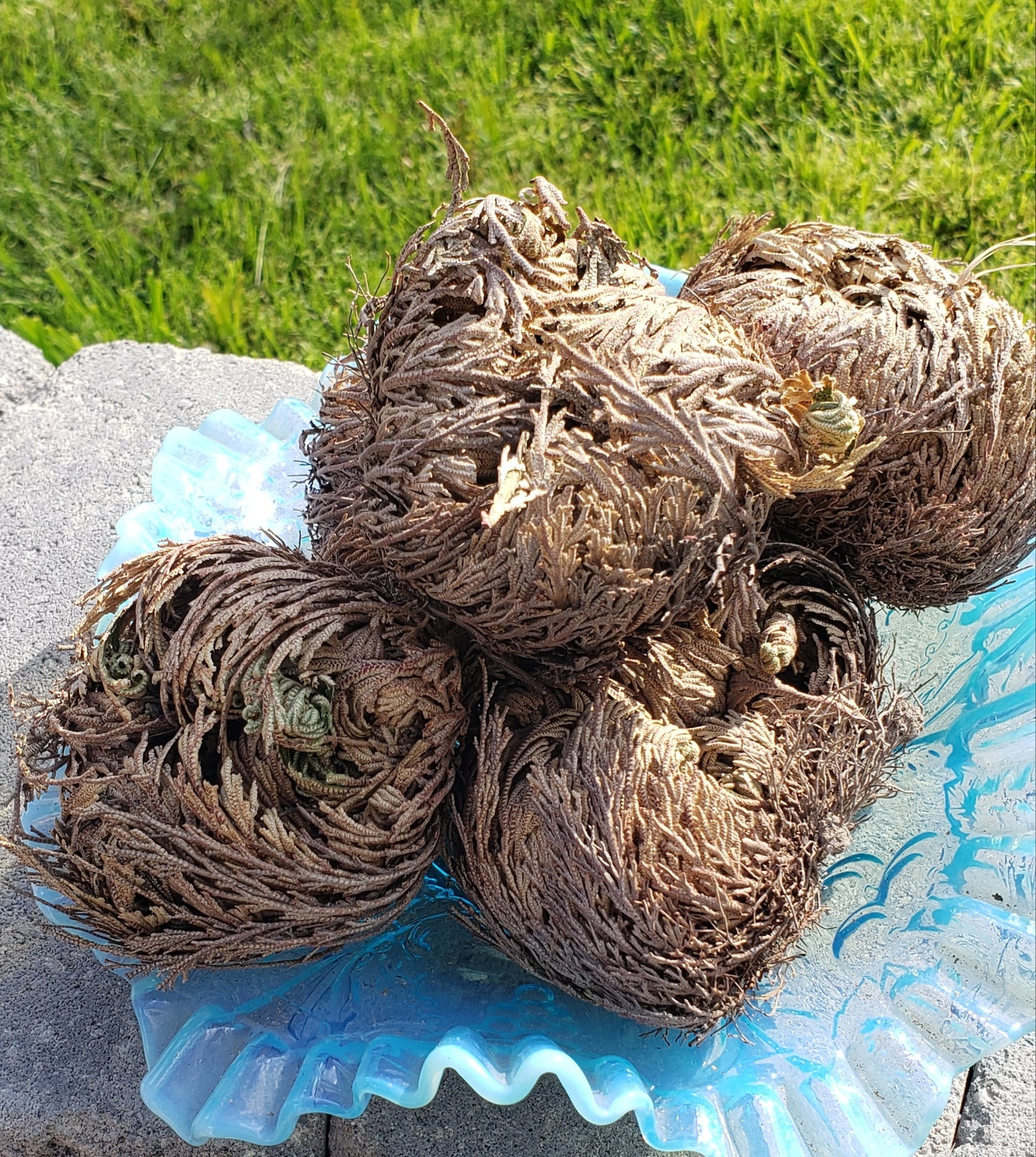 Rose Of Jericho (1)