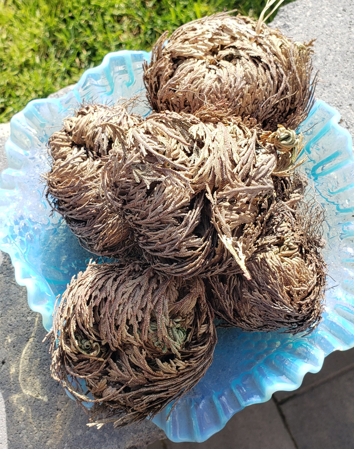 Rose Of Jericho (1)