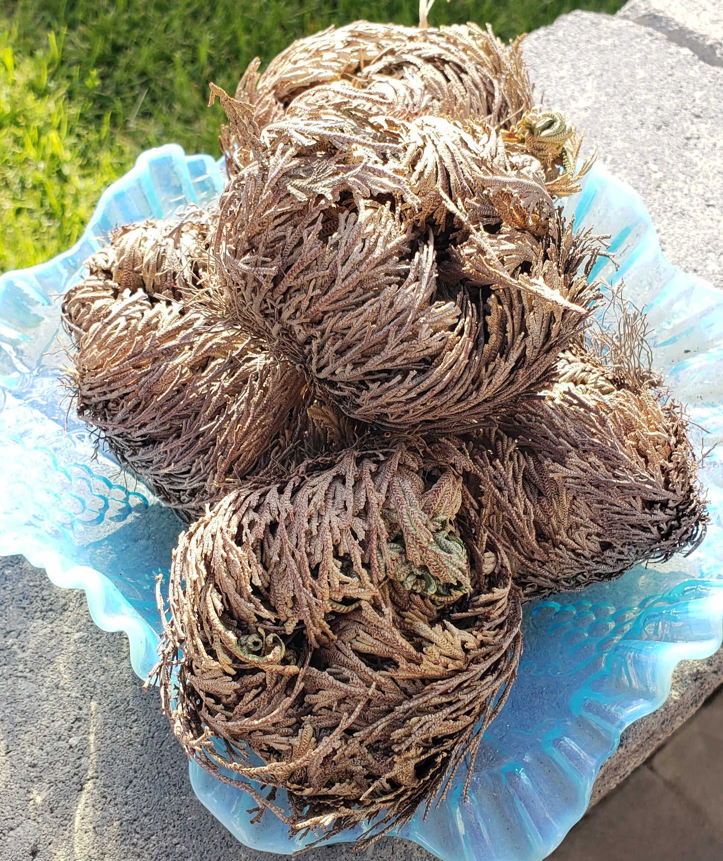 Rose Of Jericho (1)