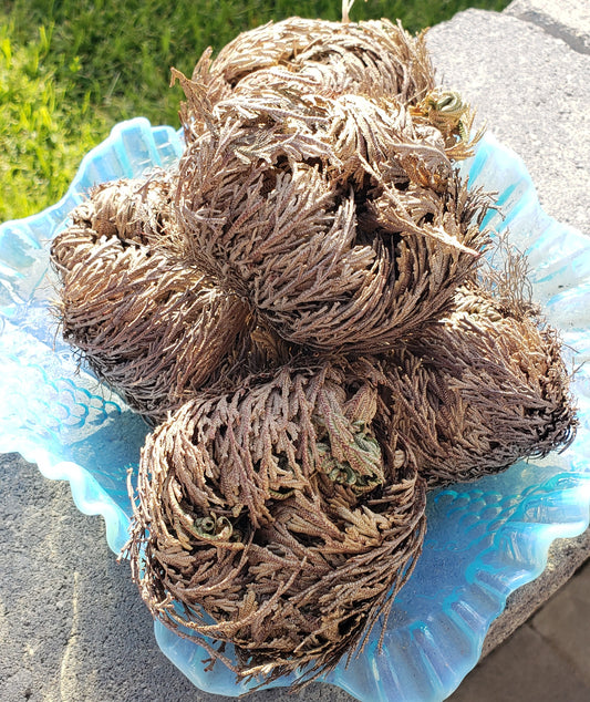 Rose Of Jericho (1)